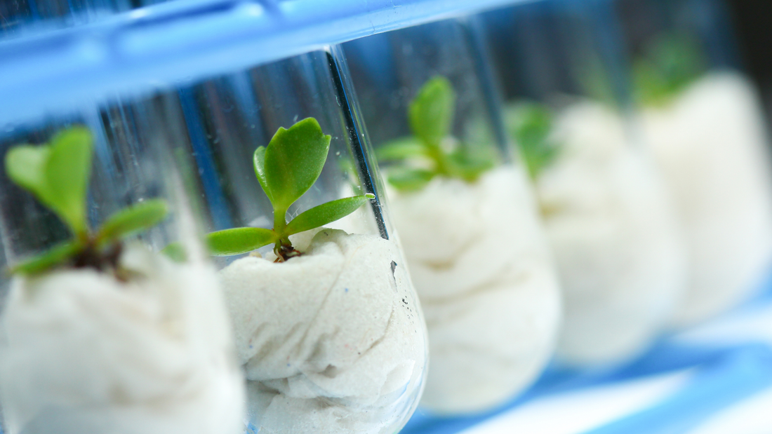 Alternative Funding Sources for Biotech: Grants, Awards, and Foundations