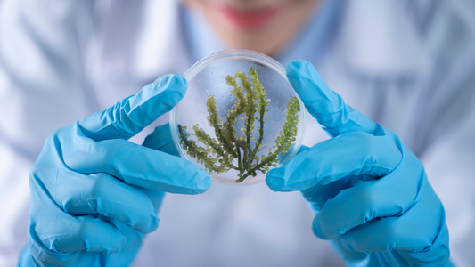Independent Contractor Agreements in Biotech: IRS Classification Tests and Misclassification Penalties